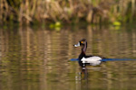 Ring-Necked Duck